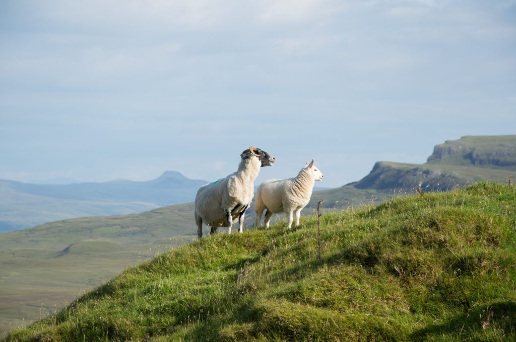 Scotland Sheeps