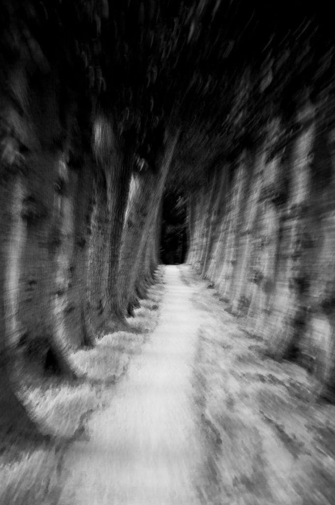 Trees slow shutter speed black white