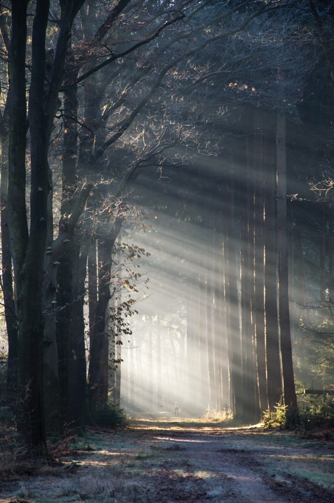 Trees and light sunray