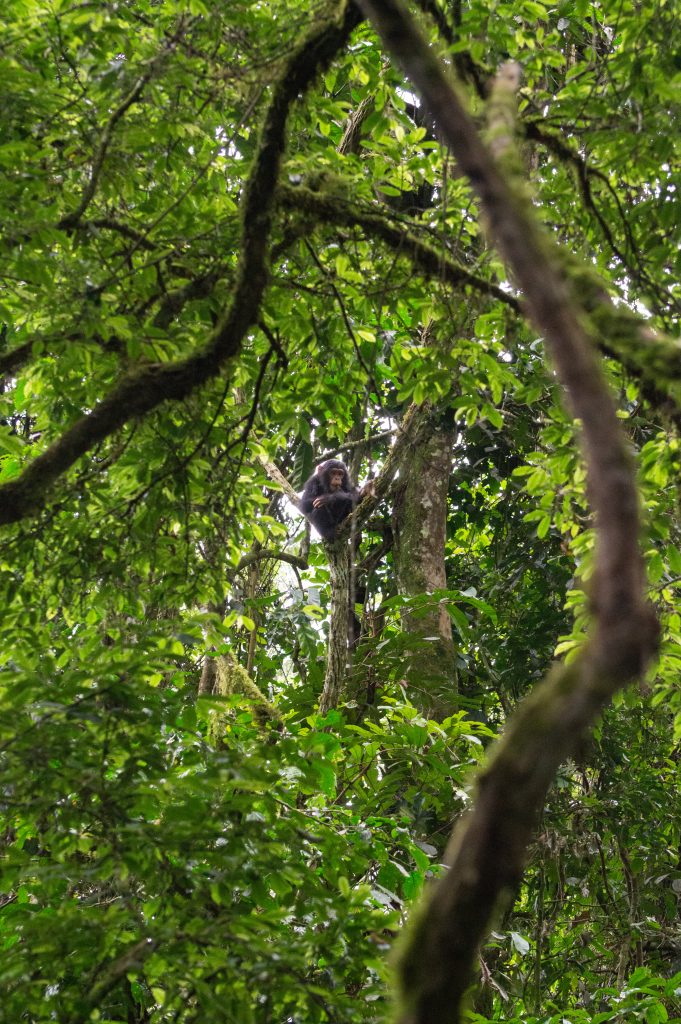 Chimpanzee Uganda