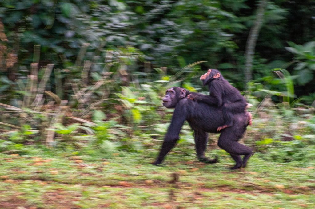 Chimpanzee Uganda