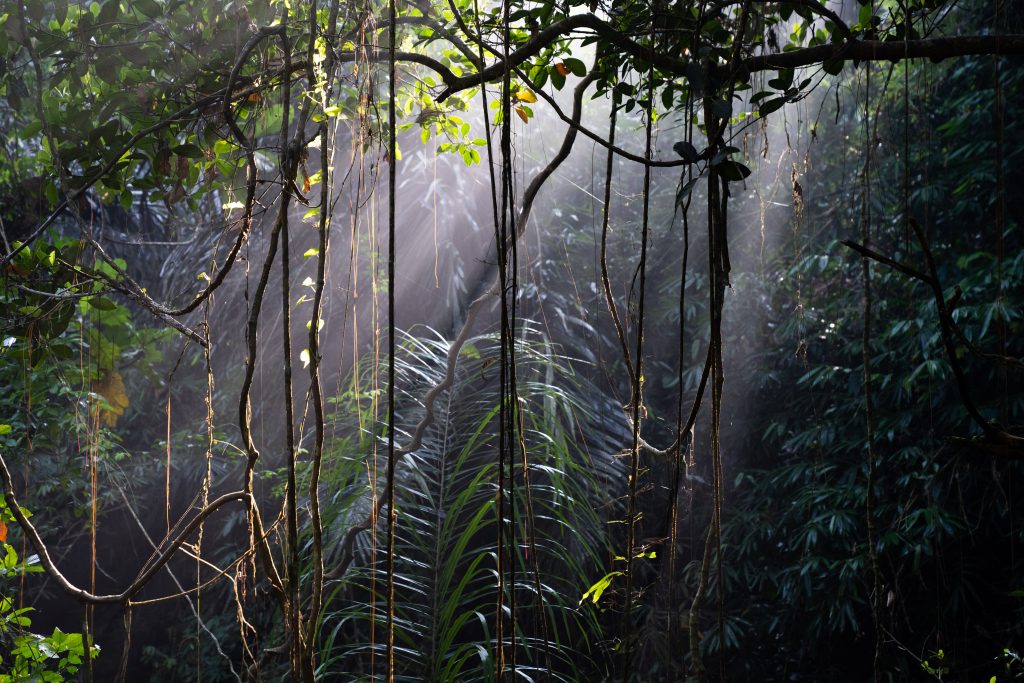 Indonesië Sulawesi